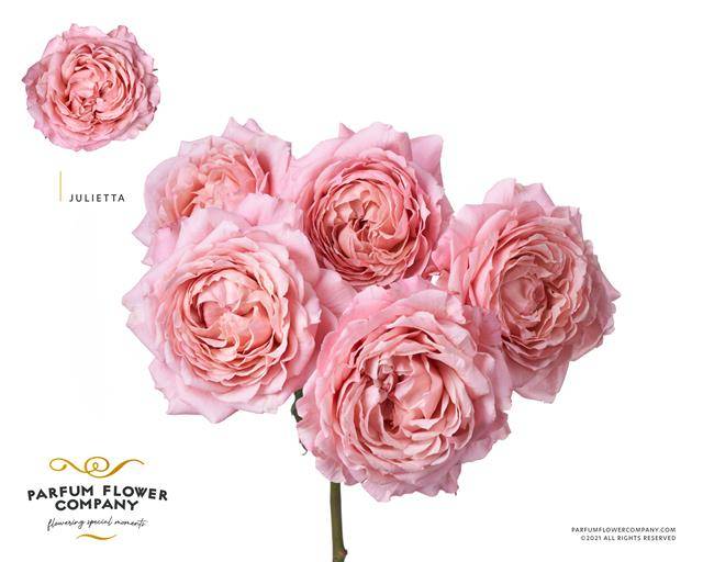Срезанные цветы оптом Rosa spray garden julietta от 12шт из Голландии с доставкой по России
