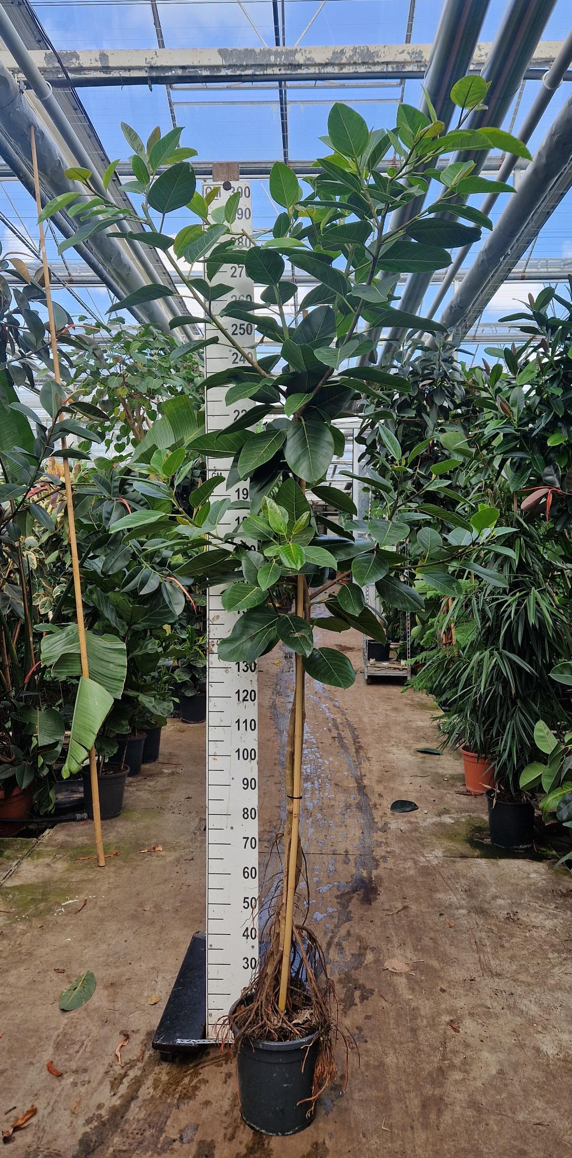 Горшечные цветы и растения оптом Ficus Altissima On Stem от 1шт из Голландии с доставкой по России