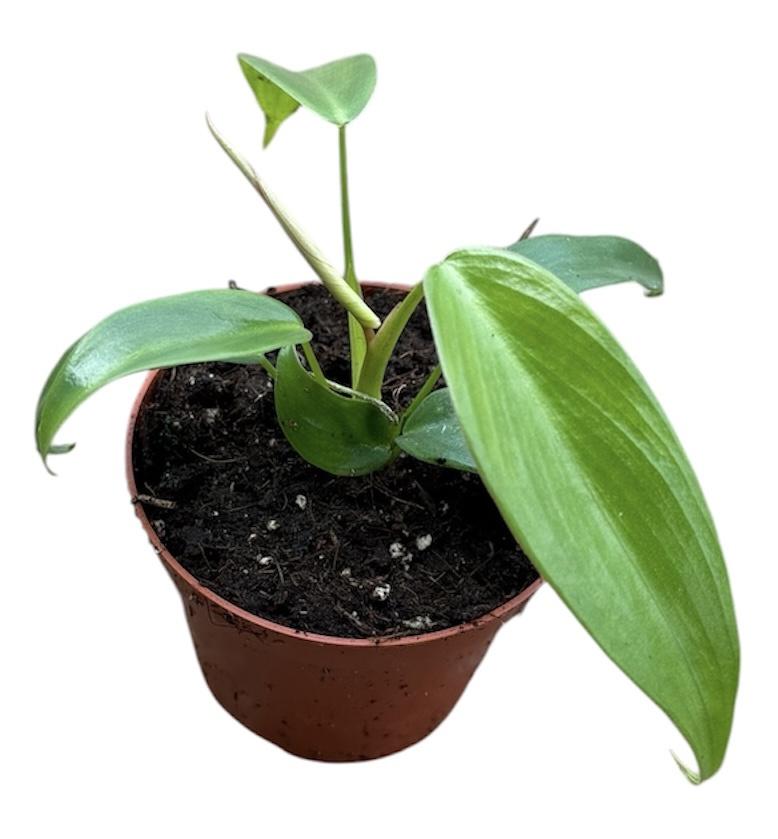 Горшечные цветы и растения оптом Philodendron Longilobatum Lelano Miyano от 1шт (для телеги) из Голландии с доставкой по России
