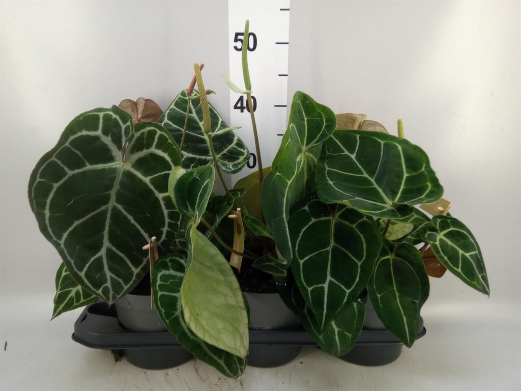 Горшечные цветы и растения оптом Anthurium Crys. karma Crystal Hyb от 3шт из Голландии с доставкой по России