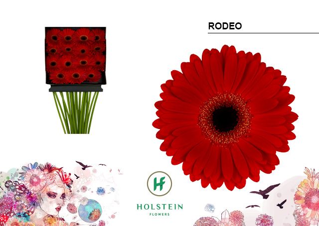 Срезанные цветы оптом Gerbera diamond rodeo от 15шт из Голландии с доставкой по России