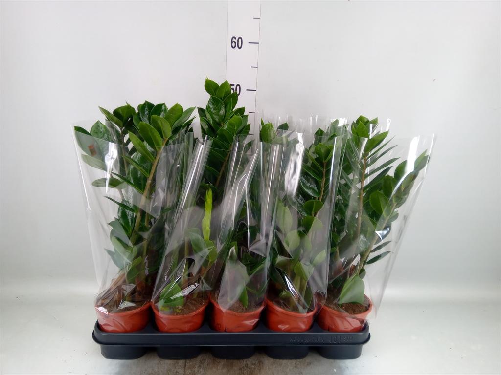 Горшечные цветы и растения оптом Zamioculcas Zamiifolia от 10шт из Голландии с доставкой по России