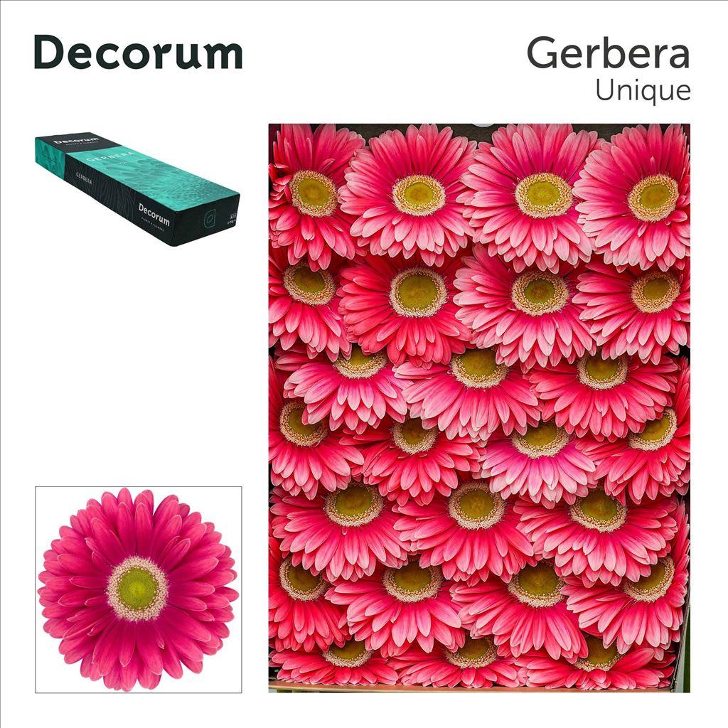 Срезанные цветы оптом Gerbera unique от 50шт из Голландии с доставкой по России