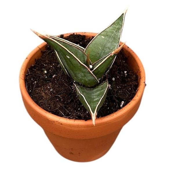 Горшечные цветы и растения оптом Sansevieria Pinguicula от 1шт (для телеги) из Голландии с доставкой по России