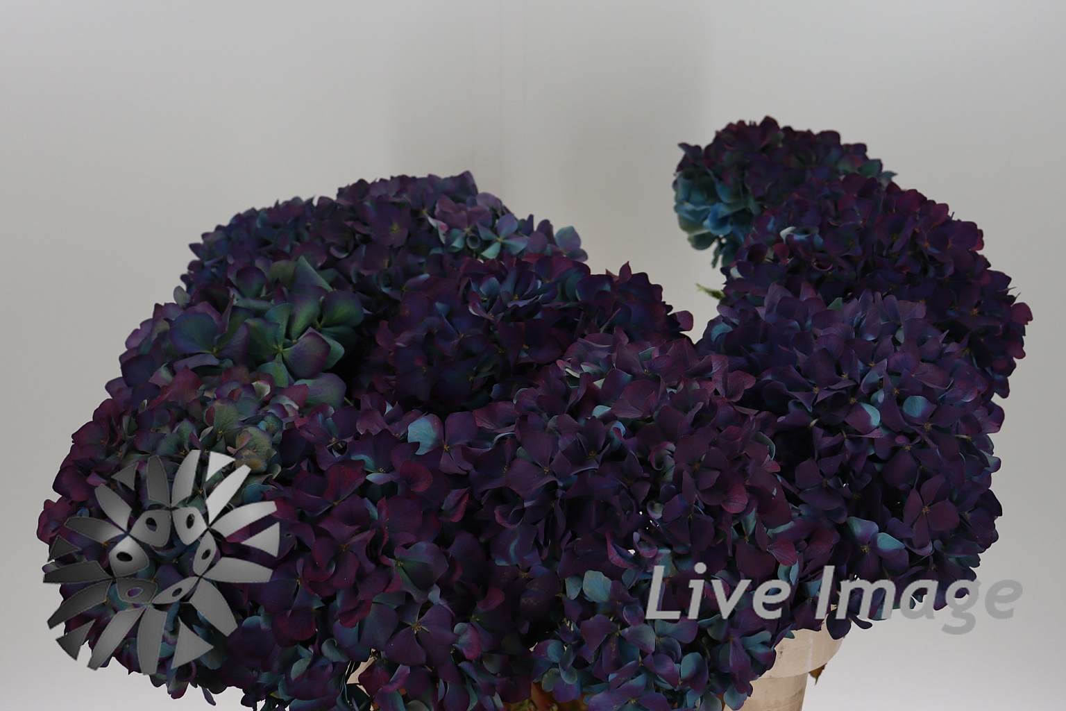 Срезанные цветы оптом Hydrangea pimpernel classic aubergine от 10шт из Голландии с доставкой по России