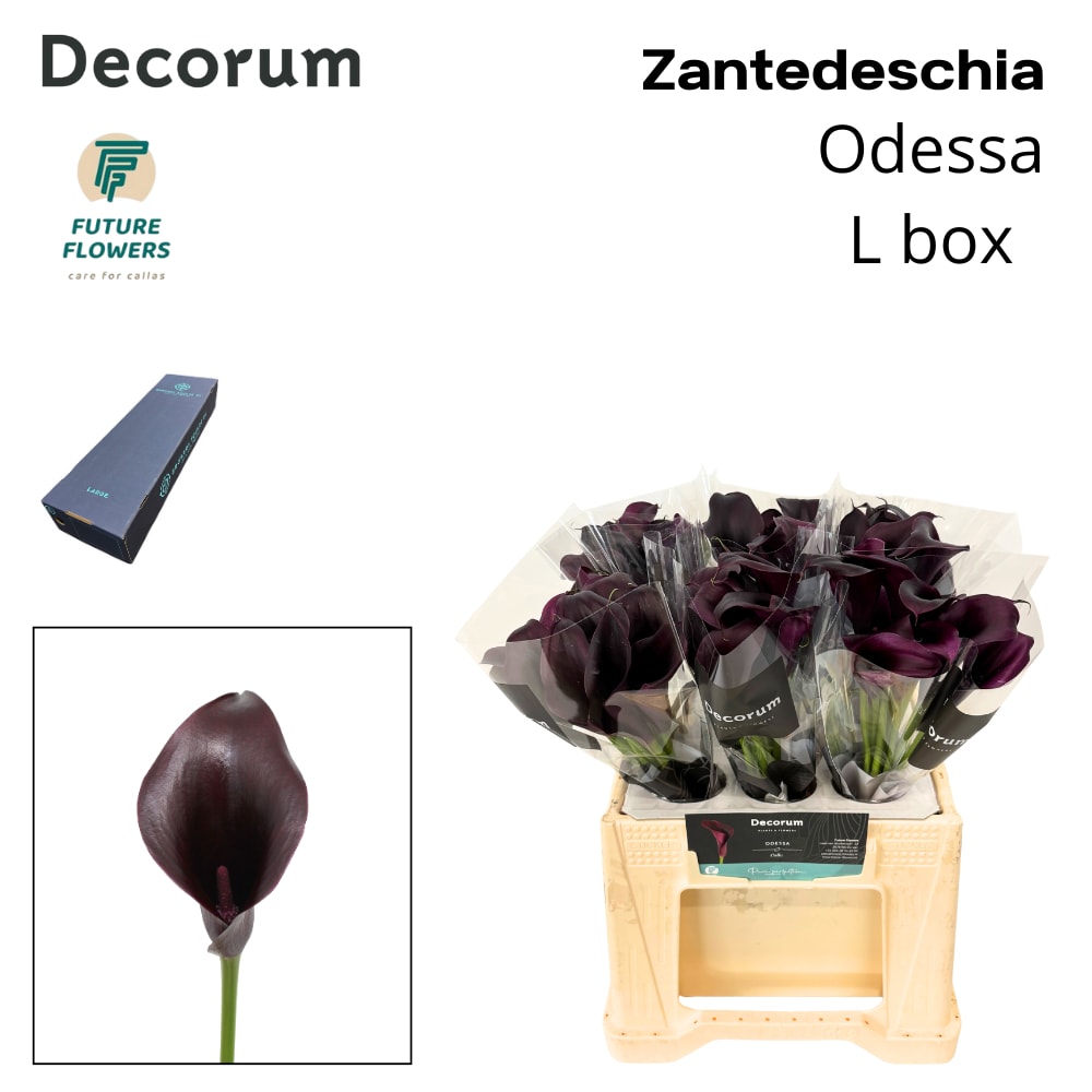 Срезанные цветы оптом Zantedeschia odessa от 240шт из Голландии с доставкой по России