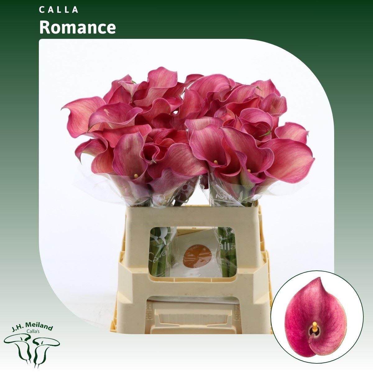 Срезанные цветы оптом Zantedeschia captain romance от 40шт из Голландии с доставкой по России