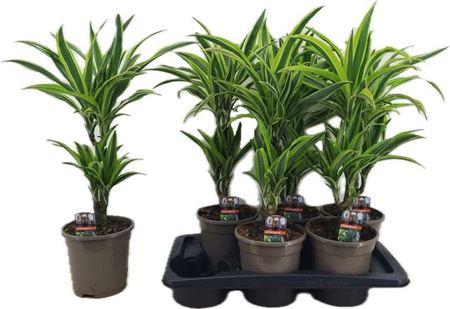 Горшечные цветы и растения оптом Drac Lemon Lime от 6шт из Голландии с доставкой по России