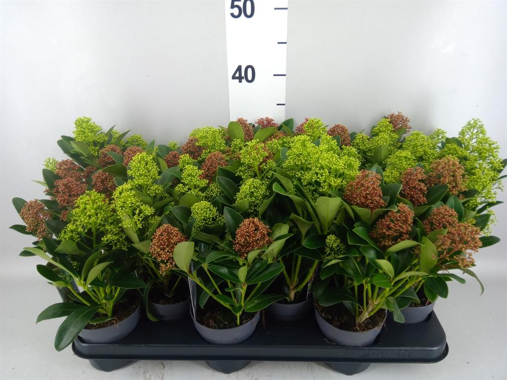 Горшечные цветы и растения оптом Skimmia Jap. от 12шт из Голландии с доставкой по России