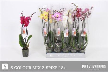 Горшечные цветы и растения оптом Phal Gem 8 Kl 2 Branches 18+ 50% Vert. от 10шт из Голландии с доставкой по России