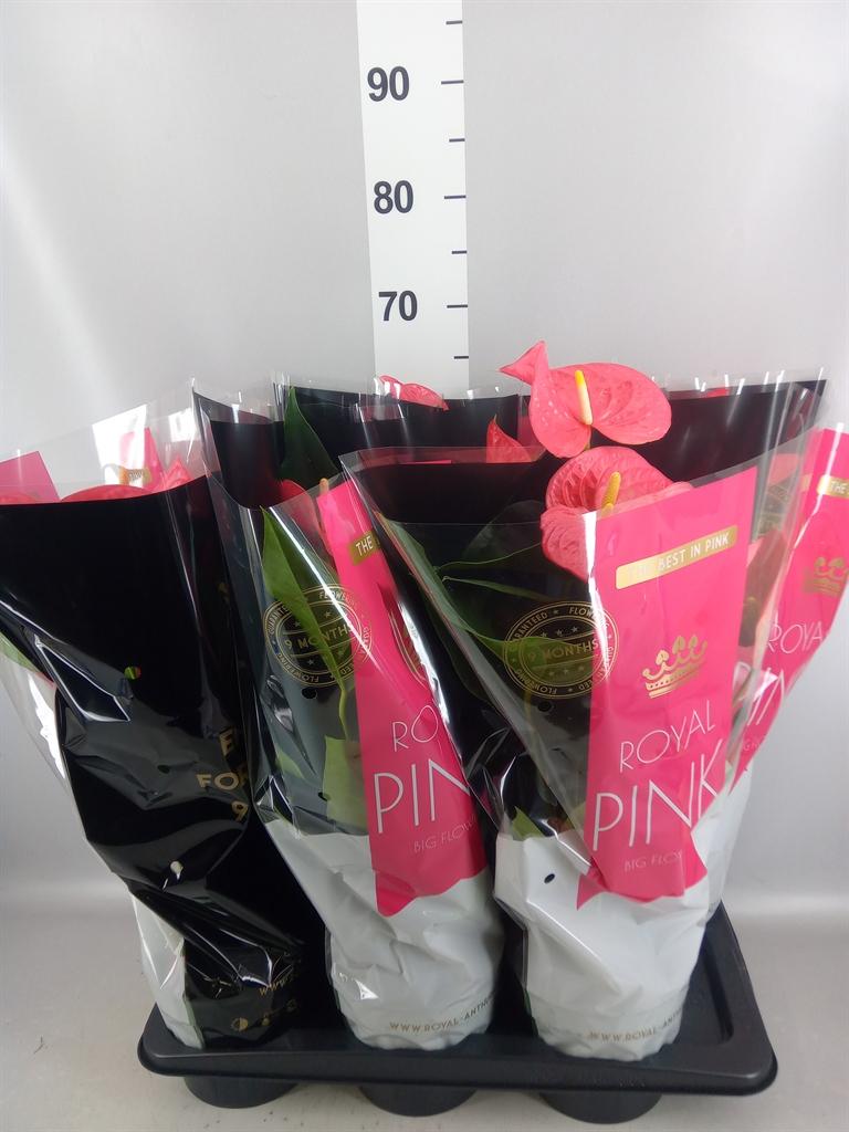 Горшечные цветы и растения оптом Anthurium Andr. maine от 6шт из Голландии с доставкой по России