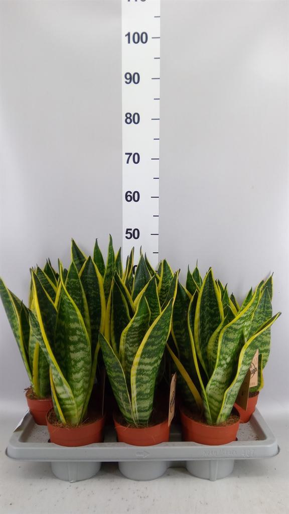 Горшечные цветы и растения оптом Sansevieria Trifa. futura Superba от 7шт из Голландии с доставкой по России