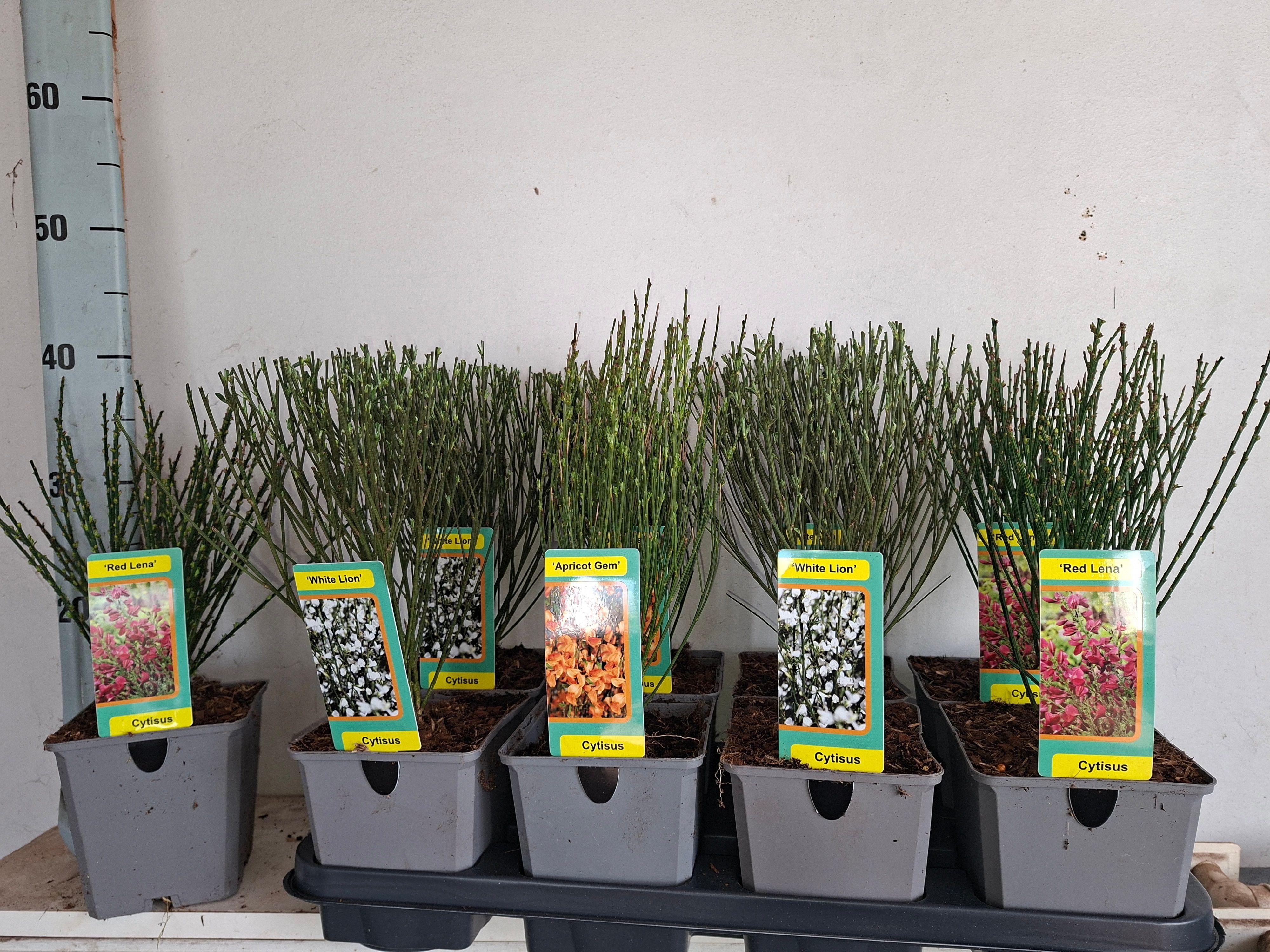 Горшечные цветы и растения оптом Cyti Pr Ov от 8шт из Голландии с доставкой по России