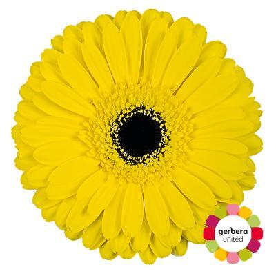 Срезанные цветы оптом Gerbera don leo от 25шт из Голландии с доставкой по России