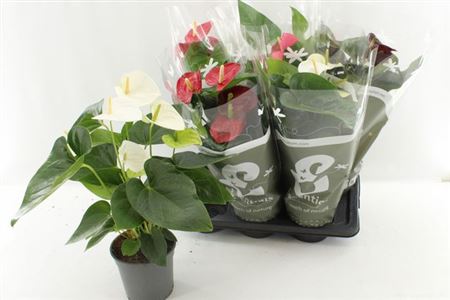 Горшечные цветы и растения оптом Anthurium 17 Cm 4 Color Mix In Esse от 6шт из Голландии с доставкой по России