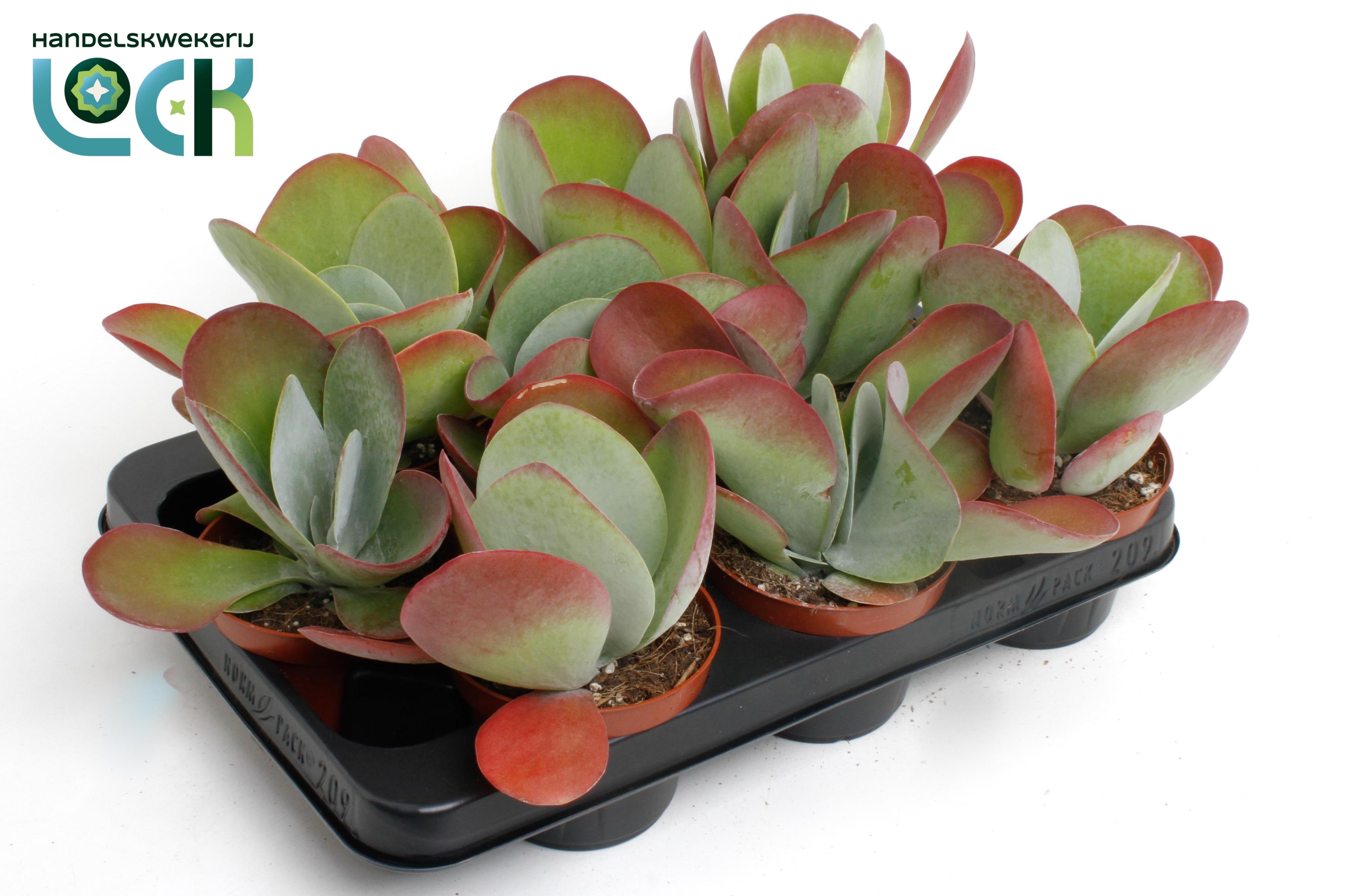 Горшечные цветы и растения оптом Kalanchoe Thyrsifl от 8шт из Голландии с доставкой по России