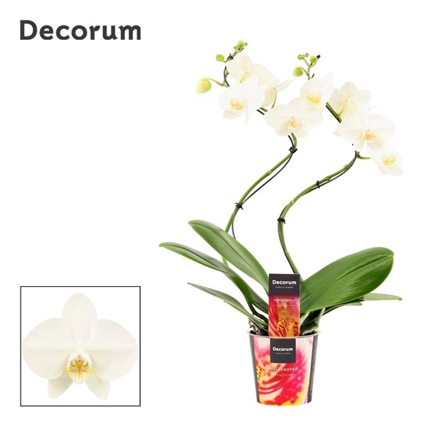 Горшечные цветы и растения оптом Phal Hurricane 2st Tropic Snowball 14+ (decorum) от 5шт из Голландии с доставкой по России