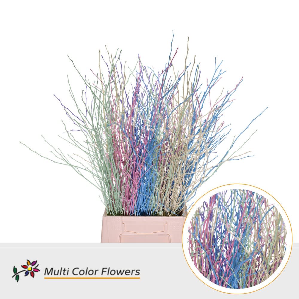 Срезанные цветы оптом Betula paint mix pastel от 100шт из Голландии с доставкой по России