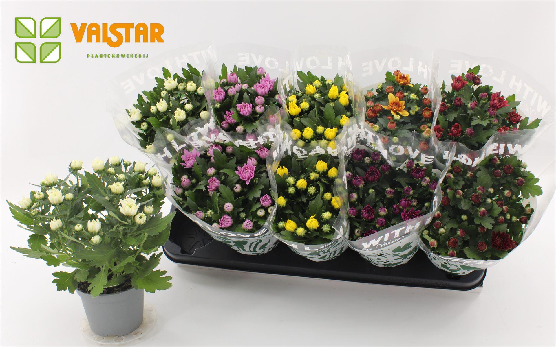 Горшечные цветы и растения оптом Chrysanthemum   ..mix 5 от 10шт из Голландии с доставкой по России