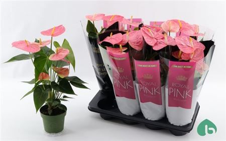 Горшечные цветы и растения оптом Anth An Colorado 5+ от 8шт из Голландии с доставкой по России