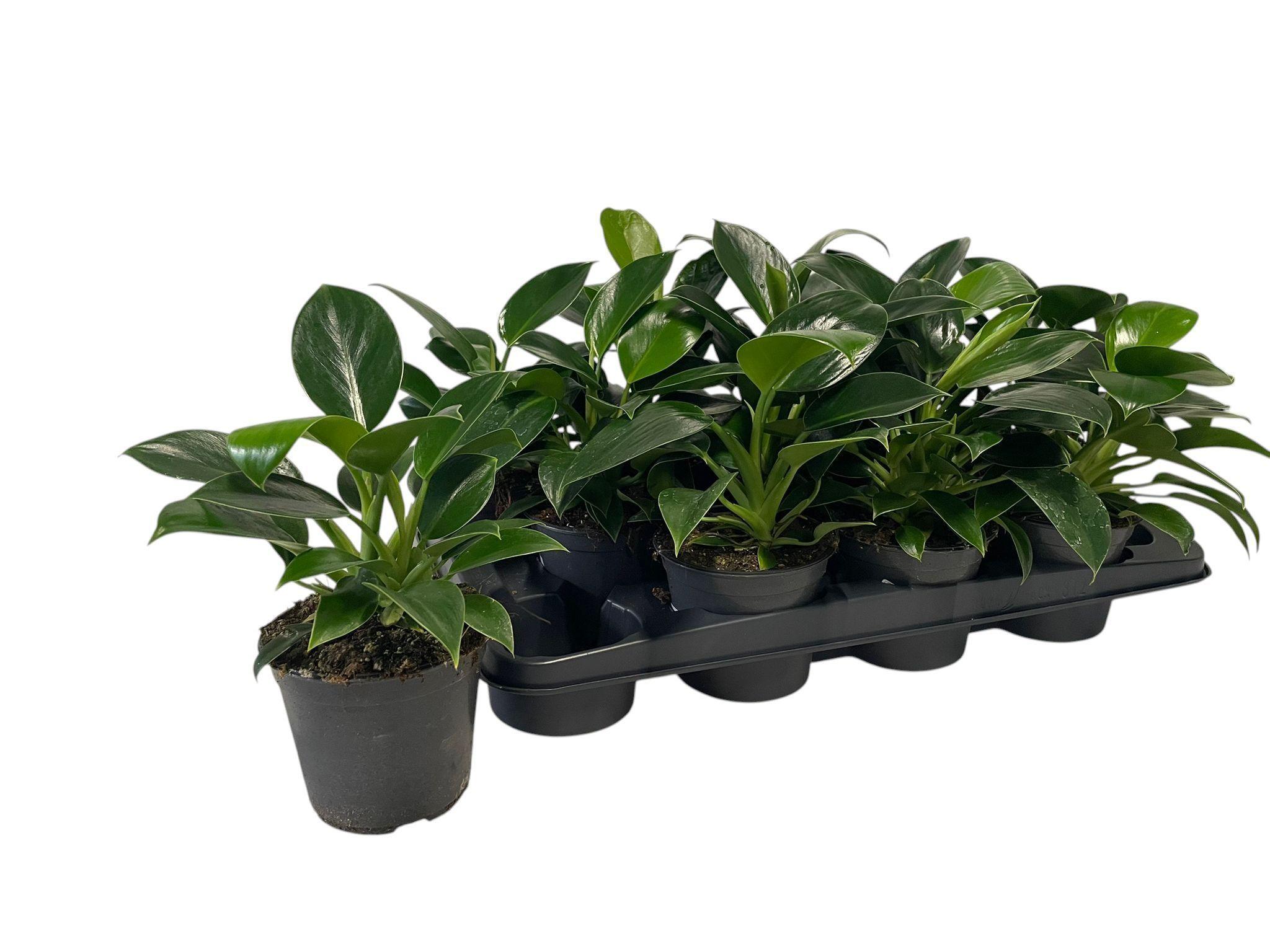 Горшечные цветы и растения оптом Phil Green Princess от 12шт из Голландии с доставкой по России