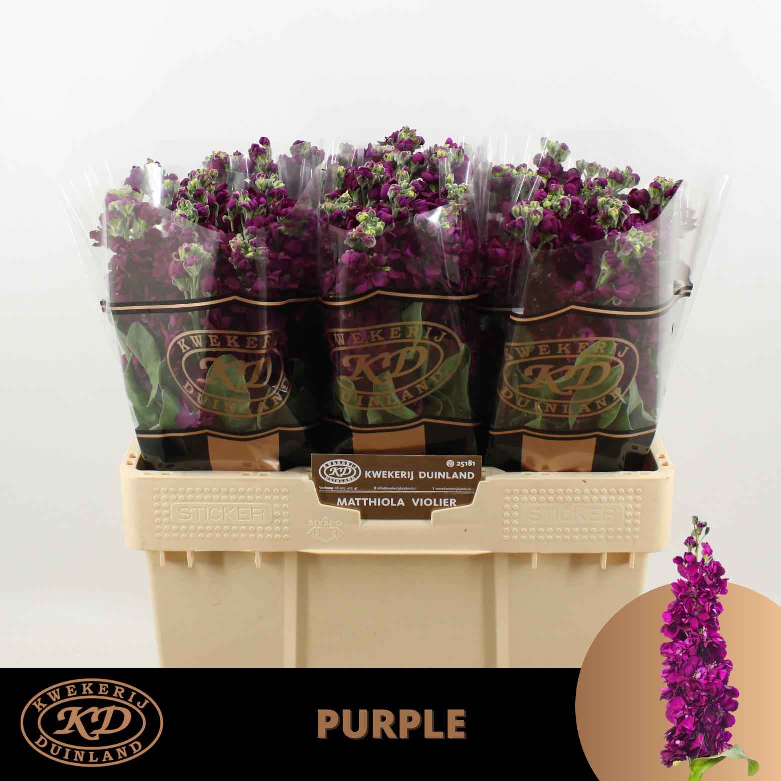 Срезанные цветы оптом Matthiola anytime purple от 50шт из Голландии с доставкой по России