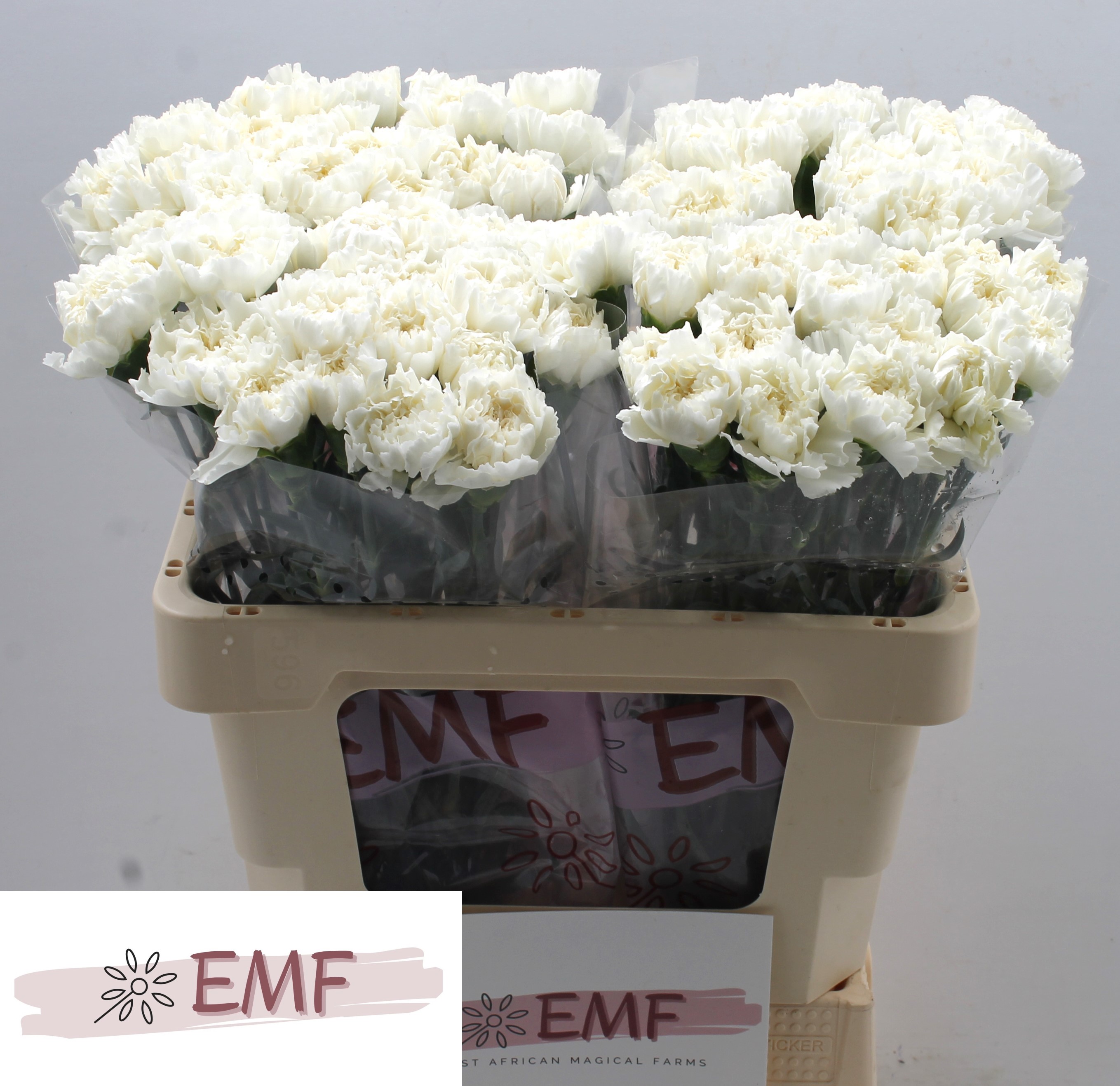 Срезанные цветы оптом Dianthus st mont blanc A от 80шт из Голландии с доставкой по России