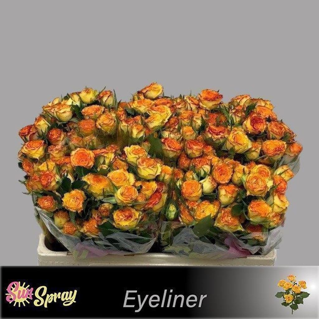 Срезанные цветы оптом Rosa spray eyeliner от 60шт из Голландии с доставкой по России