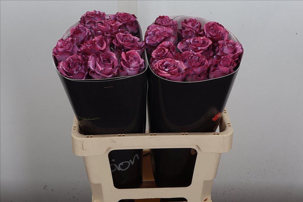 Срезанные цветы оптом Rosa large wax classic milka от 20шт из Голландии с доставкой по России