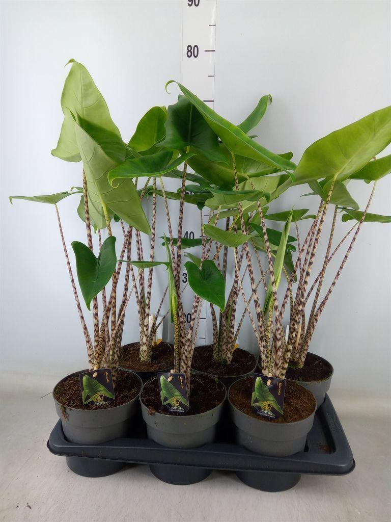 Горшечные цветы и растения оптом Alocasia Zebrina от 6шт (для телеги) из Голландии с доставкой по России