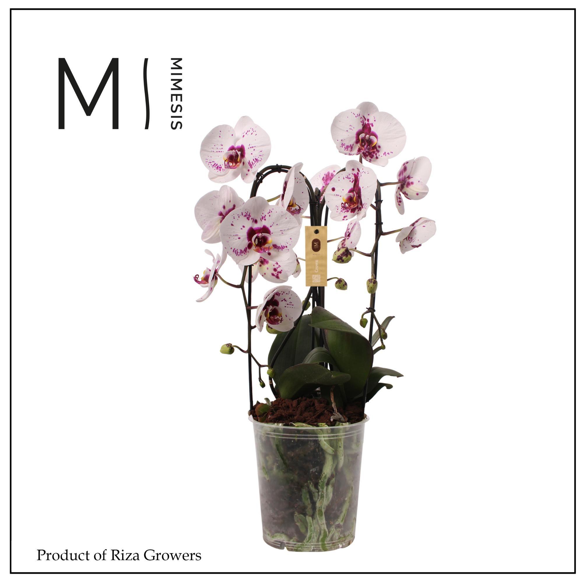Горшечные цветы и растения оптом Phal 3st Crown White Special 24+ (mimesis) от 2шт из Голландии с доставкой по России