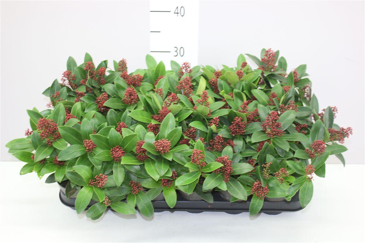 Горшечные цветы и растения оптом Skimmia Jap. Rubella 4-5 от 18шт из Голландии с доставкой по России