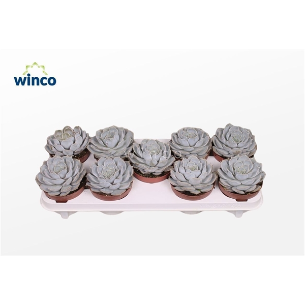 Горшечные цветы и растения оптом Echeveria Rinionii от 8шт из Голландии с доставкой по России