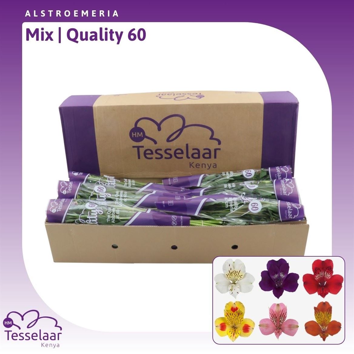 Срезанные цветы оптом Alstroemeria mix in bucket от 280шт из Голландии с доставкой по России