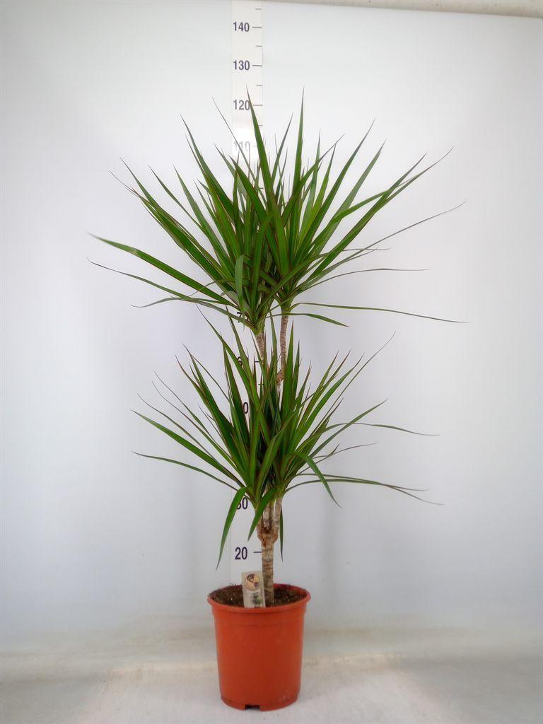 Горшечные цветы и растения оптом Dracaena Marg. от 5шт из Голландии с доставкой по России