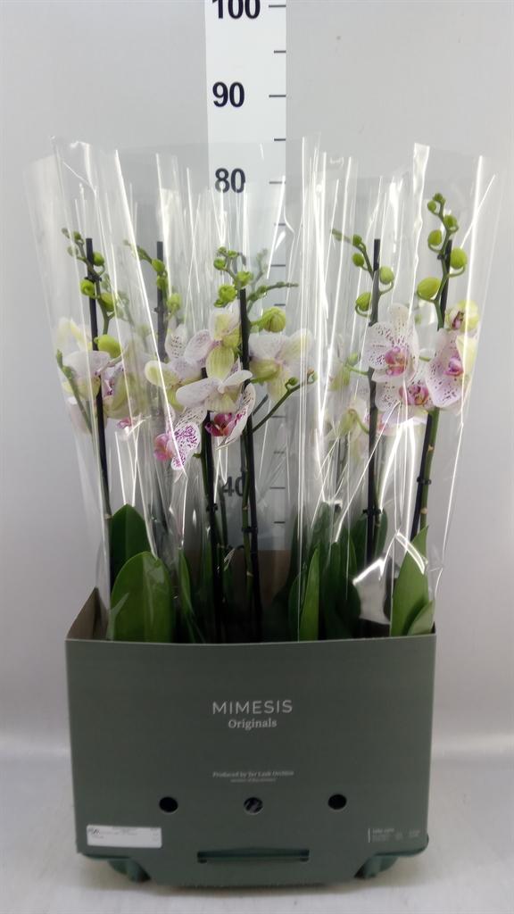 Горшечные цветы и растения оптом Phalaenopsis bohemian Goya от 6шт из Голландии с доставкой по России