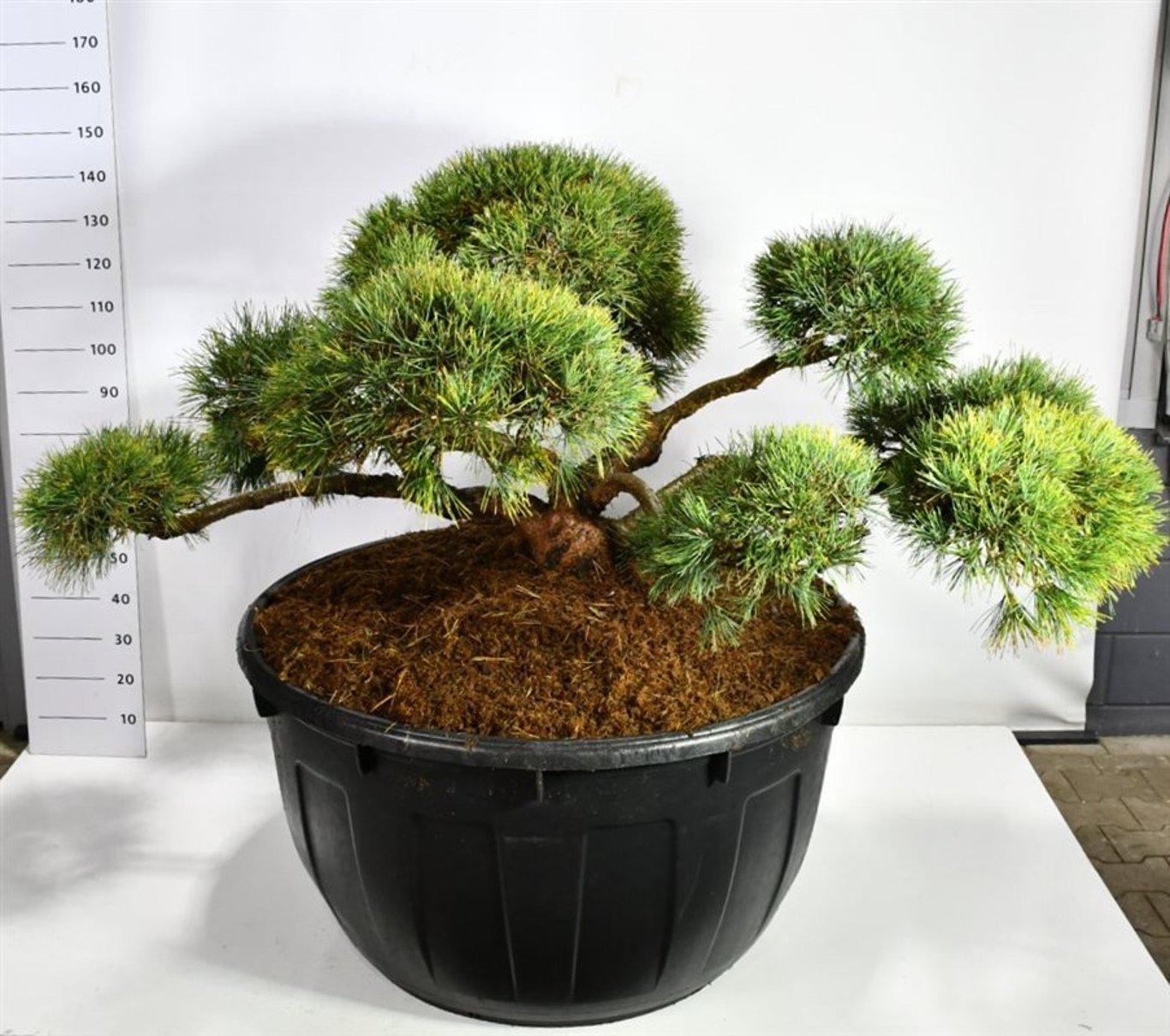 Горшечные цветы и растения оптом Pinus Sylv Repens от 1шт из Голландии с доставкой по России