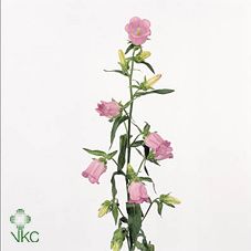 Срезанные цветы оптом Campanula medium champion pink от 60шт из Голландии с доставкой по России