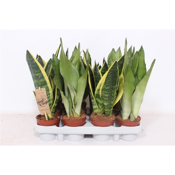 Горшечные цветы и растения оптом Sansevieria Mix от 12шт из Голландии с доставкой по России