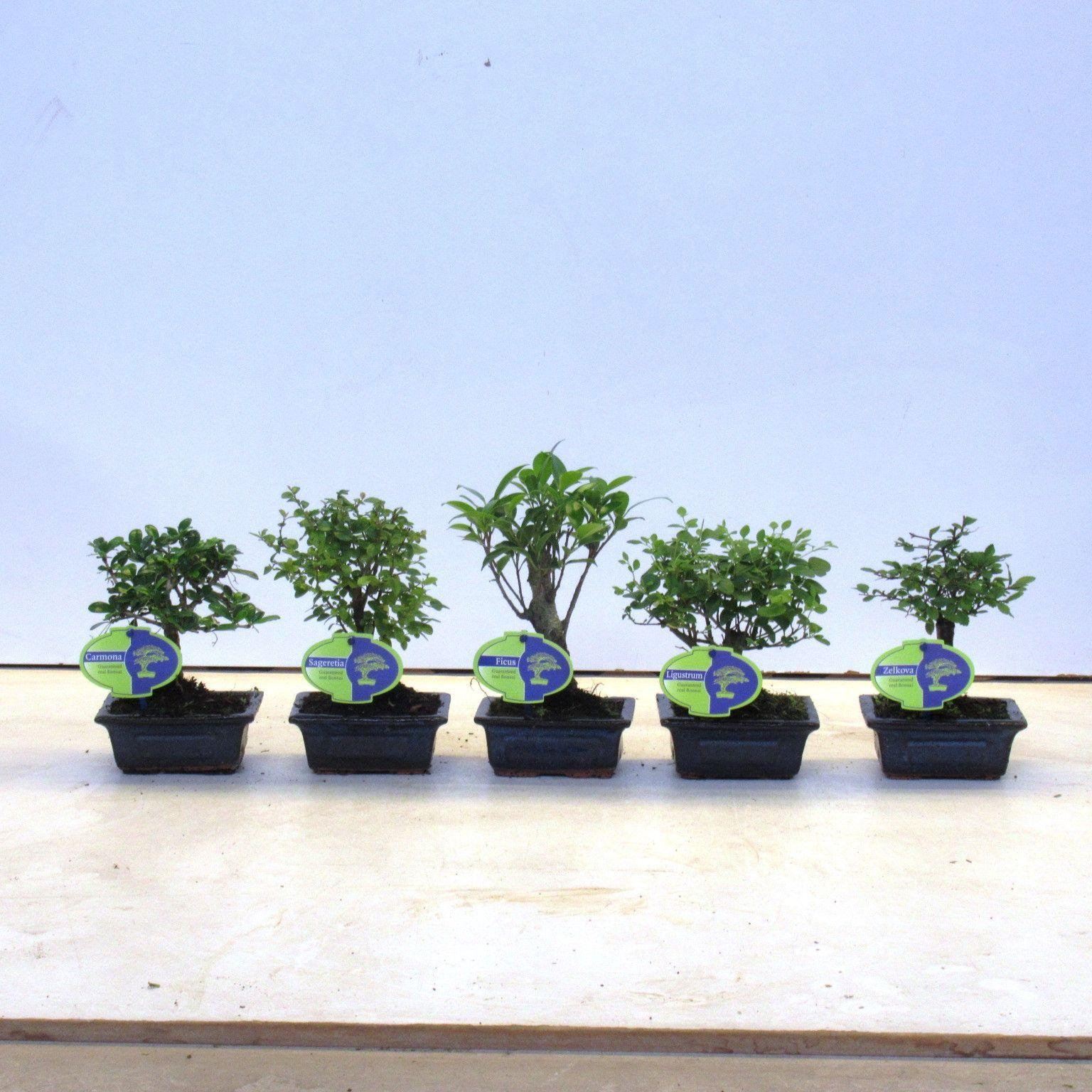 Горшечные цветы и растения оптом Bonsai Mix, Indoor, Without от 14шт из Голландии с доставкой по России