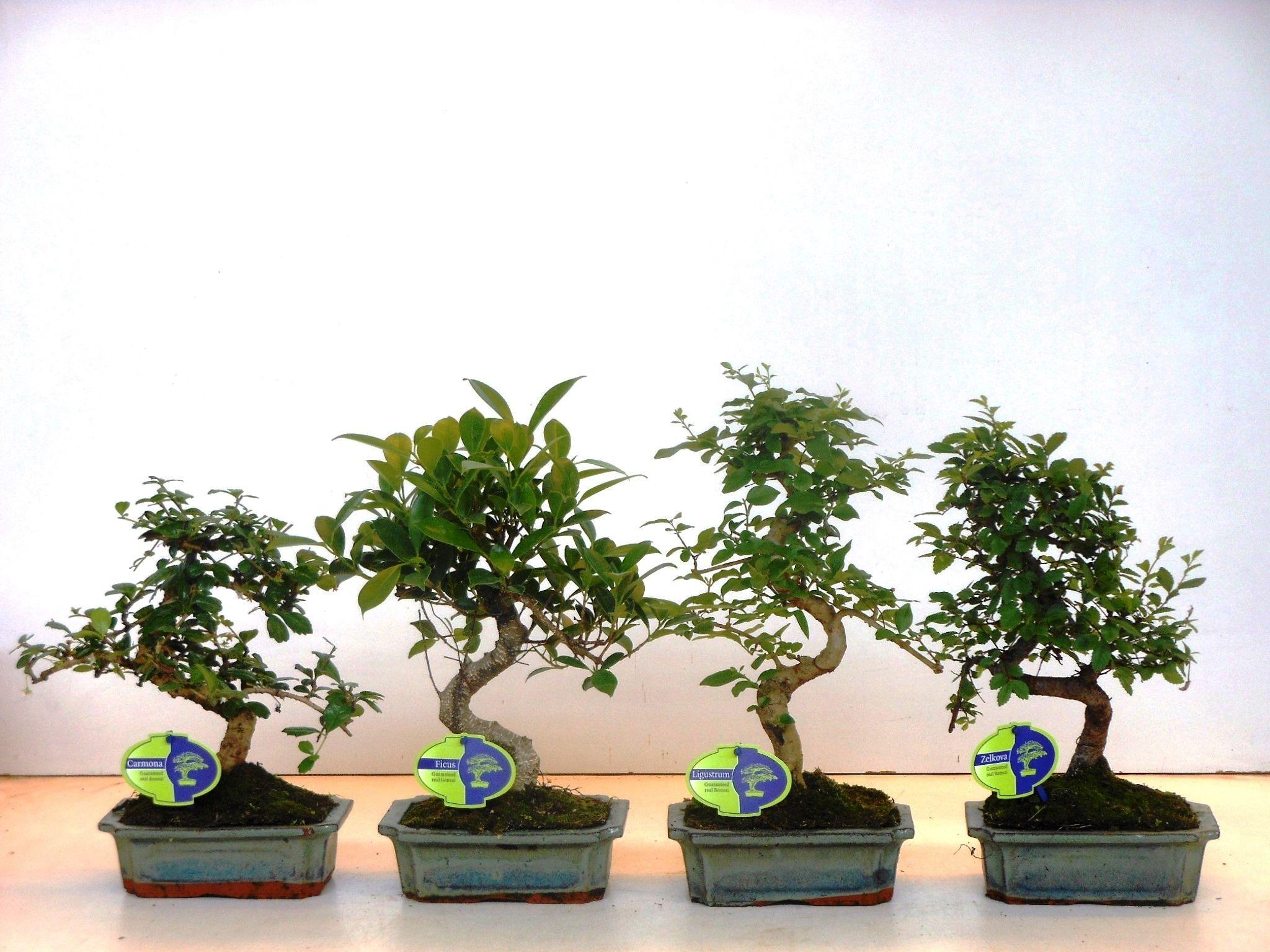 Горшечные цветы и растения оптом Bonsai Mix Without Drip Tray от 6шт из Голландии с доставкой по России