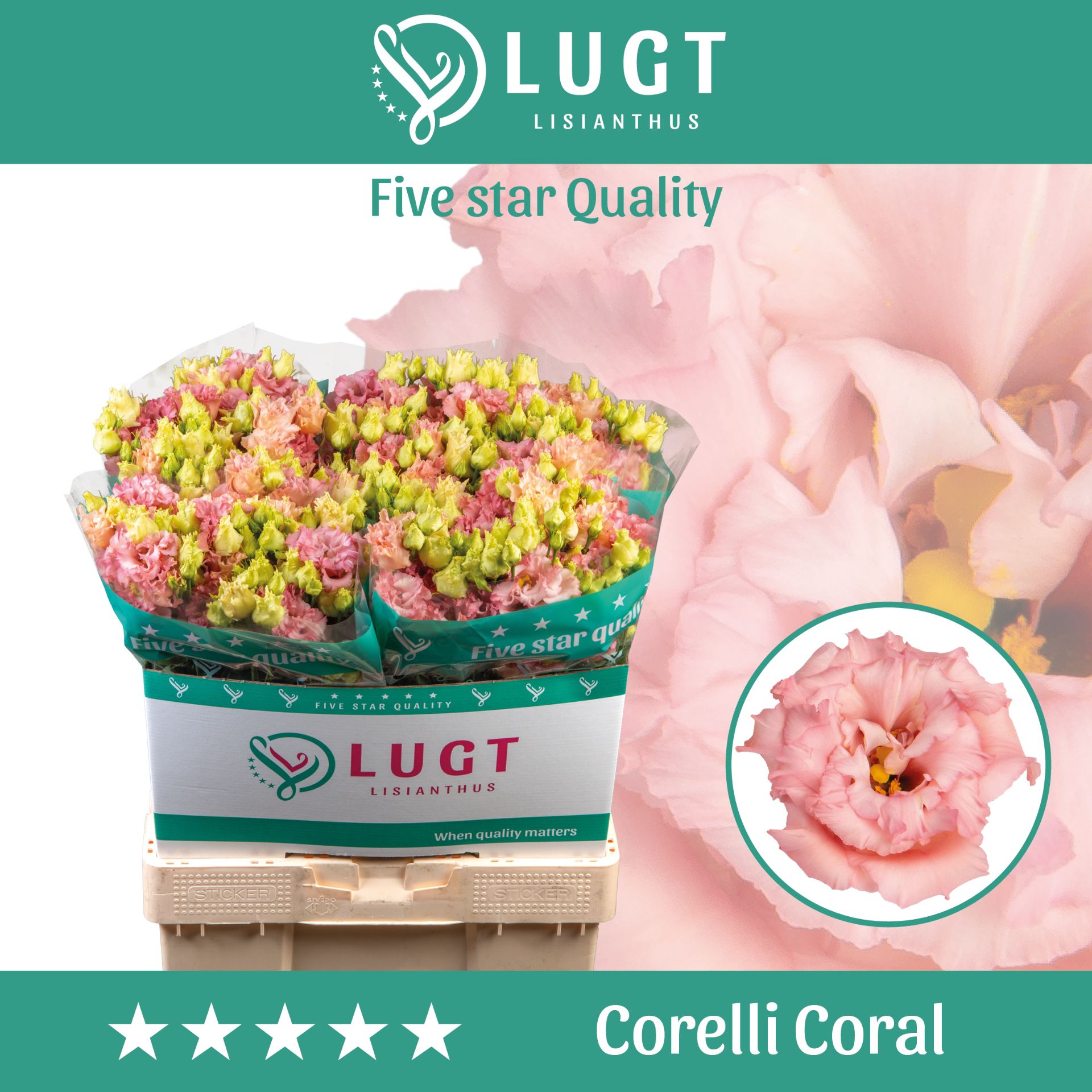 Срезанные цветы оптом Lisianthus do corelli coral от 60шт из Голландии с доставкой по России