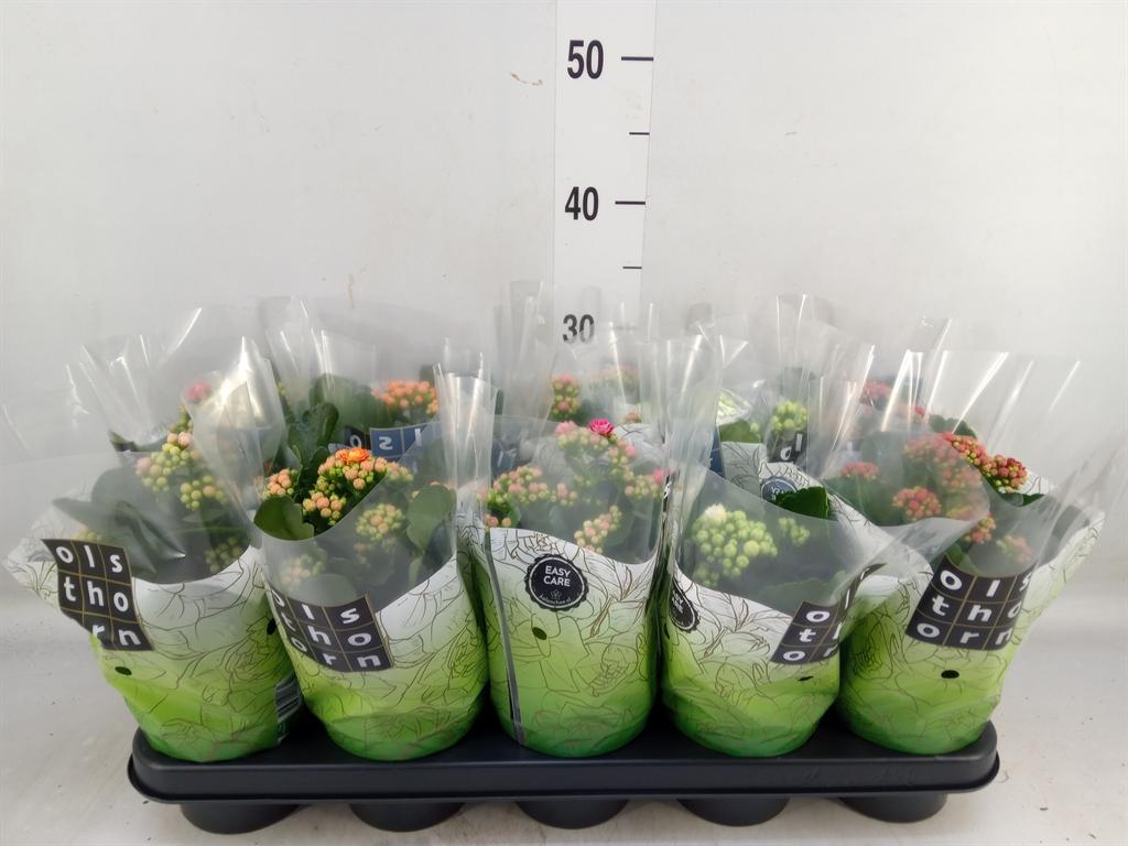 Горшечные цветы и растения оптом Kalanchoe Blos.   ..rosebud Mix  5 от 10шт из Голландии с доставкой по России