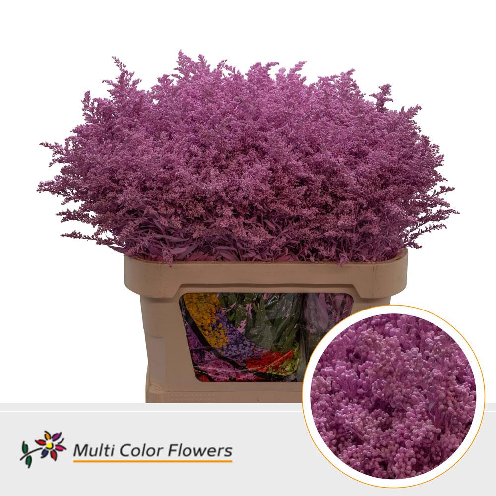 Срезанные цветы оптом Solidago paint pink от 100шт из Голландии с доставкой по России