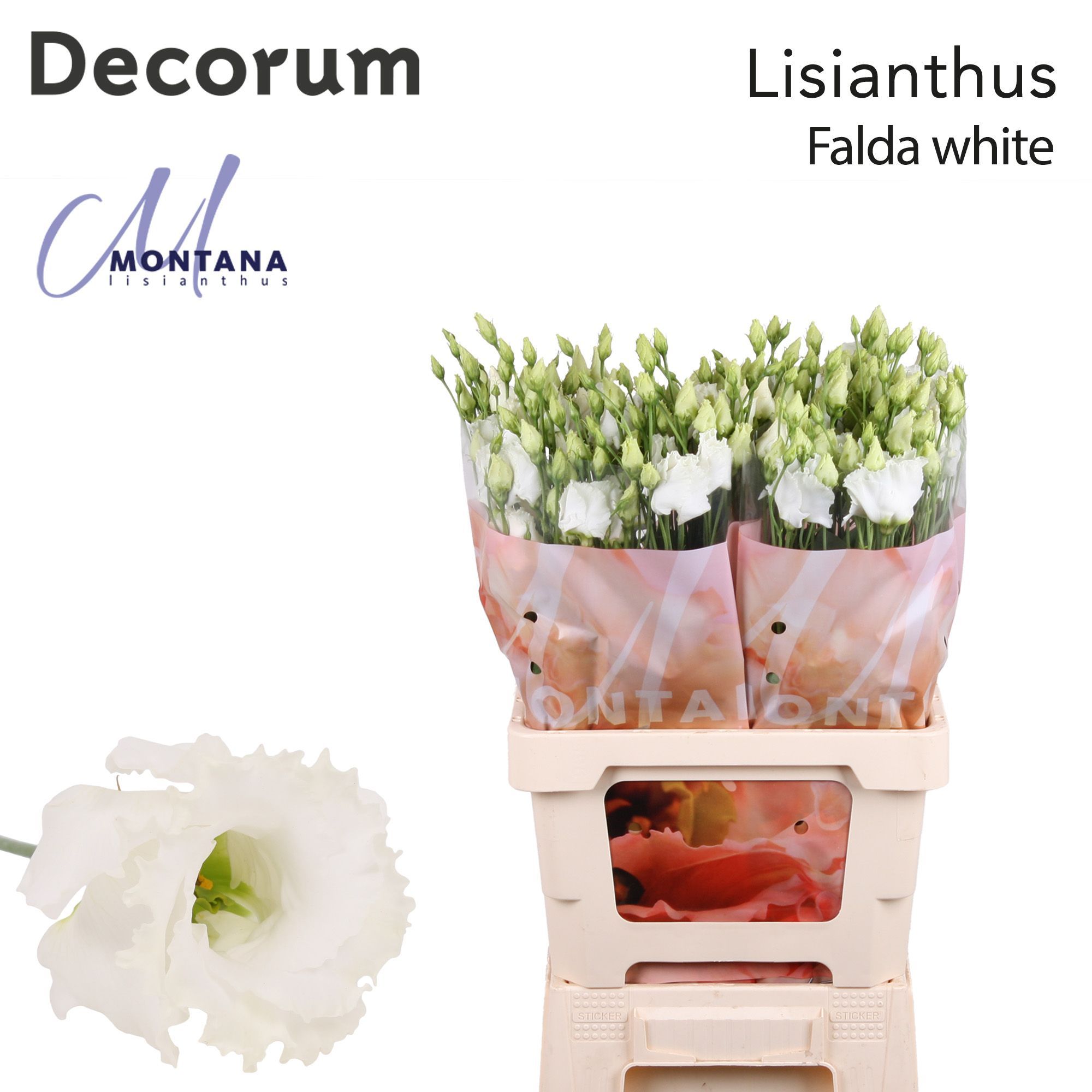 Срезанные цветы оптом Lisianthus si falda white от 20шт из Голландии с доставкой по России