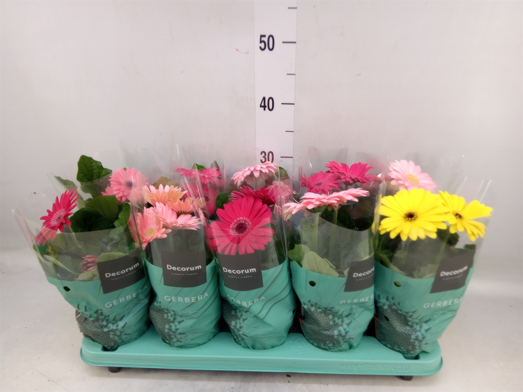 Горшечные цветы и растения оптом Gerbera   ...mix от 10шт (для телеги) из Голландии с доставкой по России