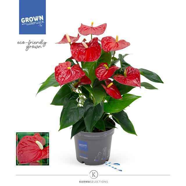 Горшечные цветы и растения оптом Anthurium Karma Red от 4шт из Голландии с доставкой по России