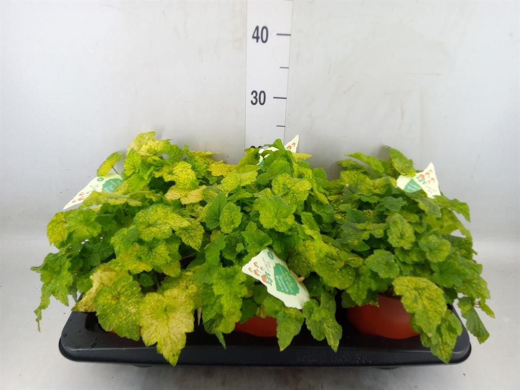 Горшечные цветы и растения оптом Tolmiea Menziesii   ...variegated от 6шт из Голландии с доставкой по России