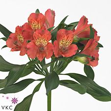 Срезанные цветы оптом Alstroemeria estee от 50шт из Голландии с доставкой по России