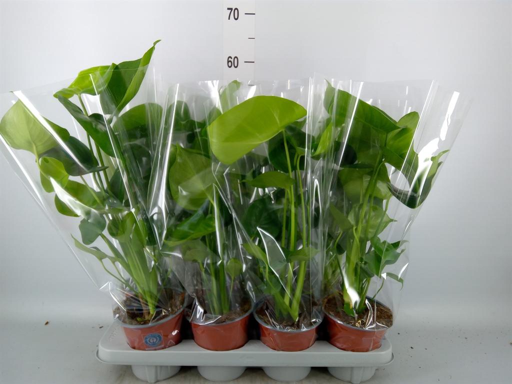 Горшечные цветы и растения оптом Monstera Delic. от 8шт из Голландии с доставкой по России